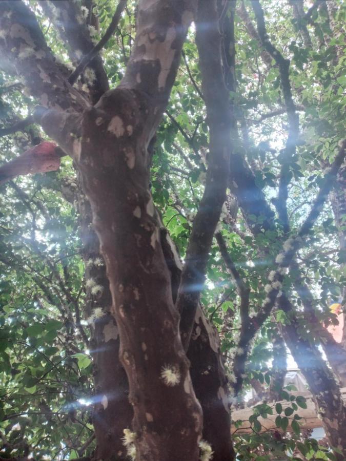 Hostel Jabuticaba Belo Horizonte Zewnętrze zdjęcie